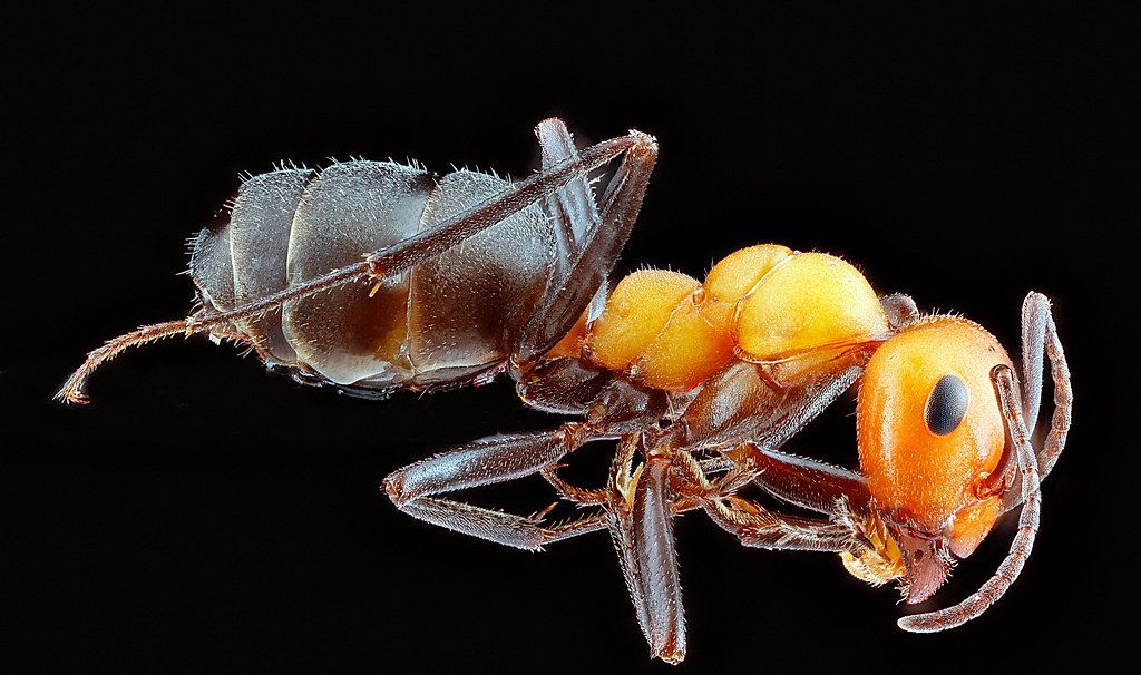 Ant Control service in Taylorsville, UT