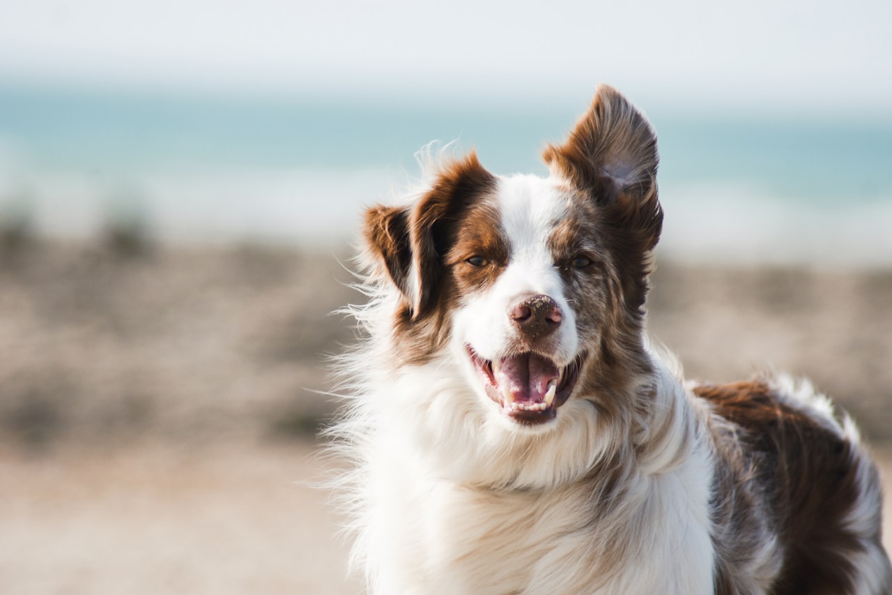 Flea & Tick Control service in Taylorsville, UT