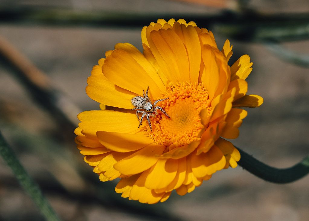 Spider Control service in Taylorsville, UT